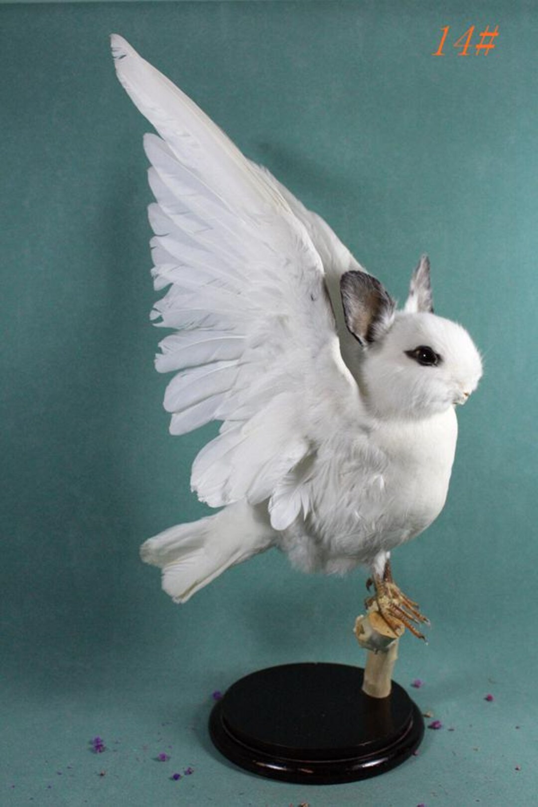 Taxidermy Rabbit Head on Wing Spread Dove,no Pedestal,handmade Oddity ...