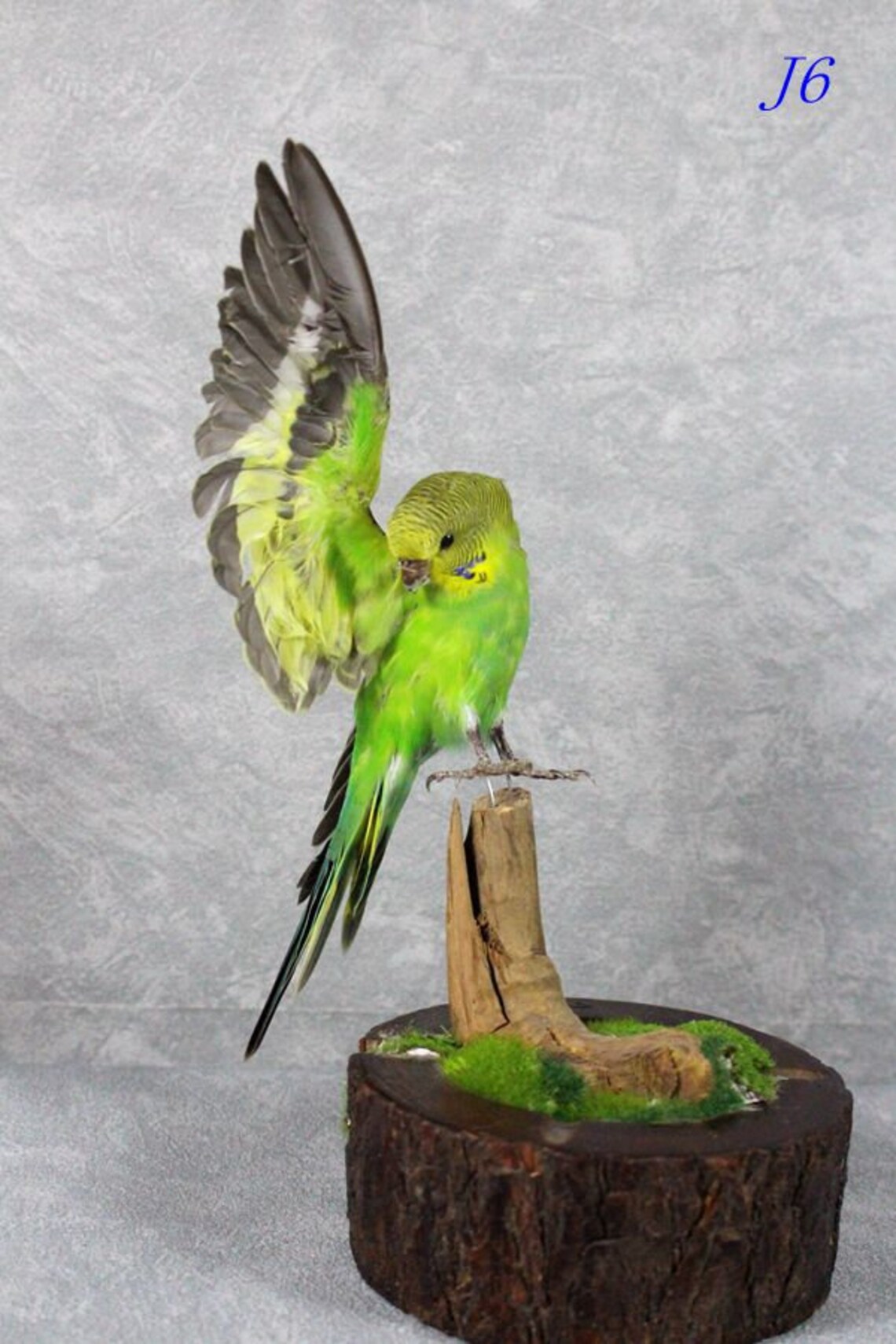 Taxidermy Birds Green Parakeet Spread Half Wing Love Etsy