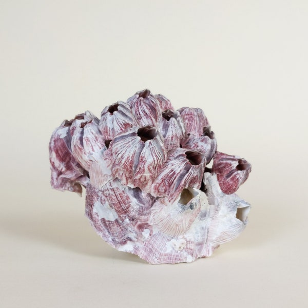 Natural Purple Acorn Barnacle Cluster SeaShell, Coastal Beach Decor Natural Home Accents