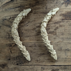 May include: Two off-white, curved decorative handles with a textured, organic design. The handles are made of a solid material and are set against a rustic wooden background. Each handle is approximately 12 inches long.