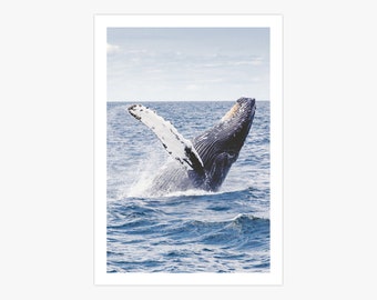 Breaching Surfacing Humpback Whale Canvas Print
