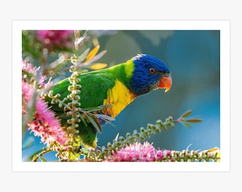 Colorful Rainbow Lorikeet Parrot Perched on a Branch Canvas Print