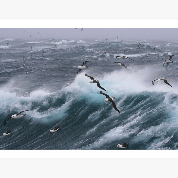 de mouettes survolant les vagues orageuses | Affiche de faune d'oiseaux | Plage océan mer | Photographie de nature
