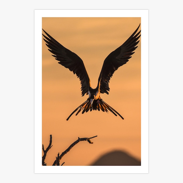 Swooping Frigate Bird Canvas Print | Birds Animals Wildlife Poster | Nature Photography Art