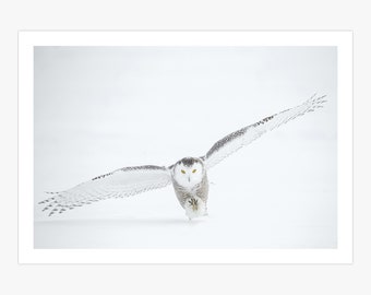 White Snowy Owl Taking Flight Canvas Print