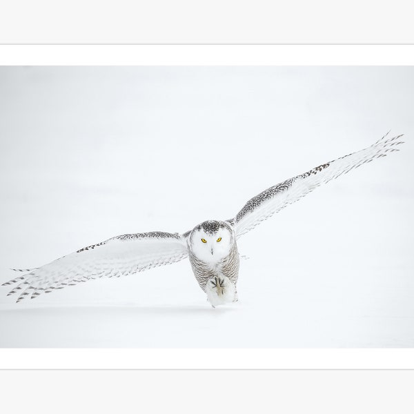 White Snowy Owl Taking Flight Canvas Print | Majestic Birds Animals | Wildlife Poster | Nature Photography Art