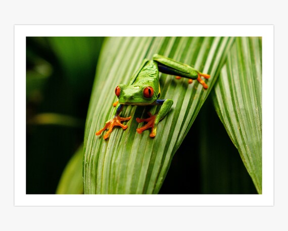 Green Tree Frog on a Leaf Canvas Print Cute Nursery Animals | Etsy