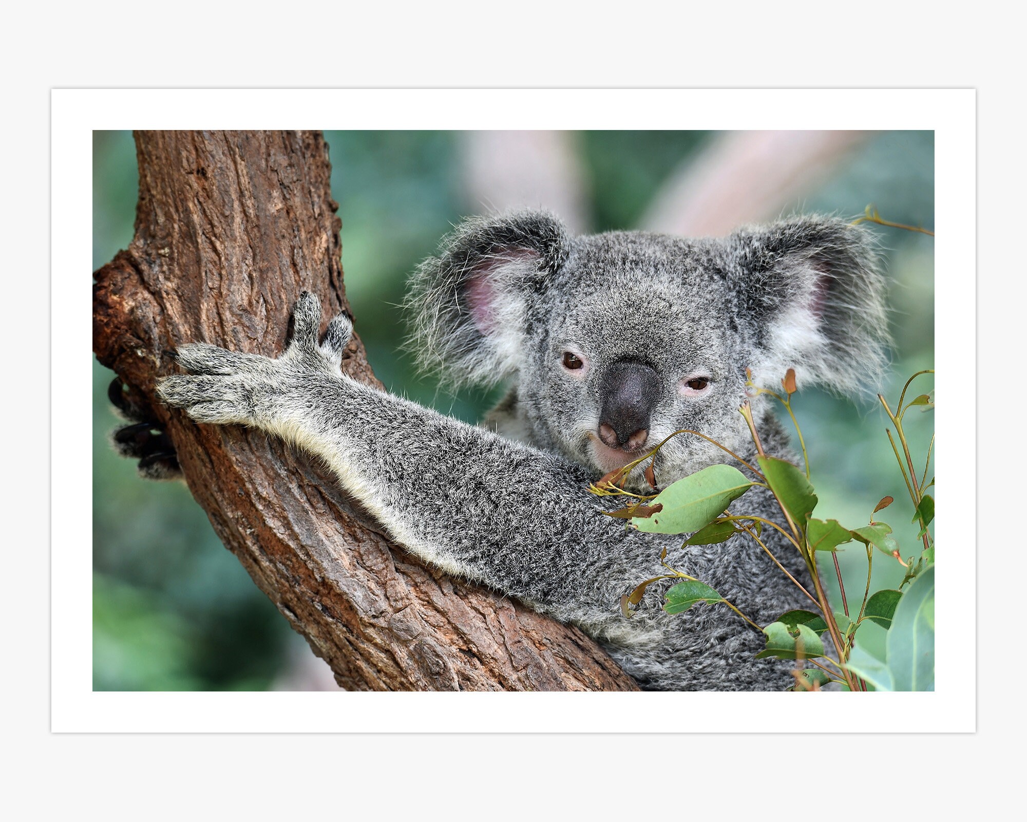Cute Koala in a Tree Branch Canvas Print