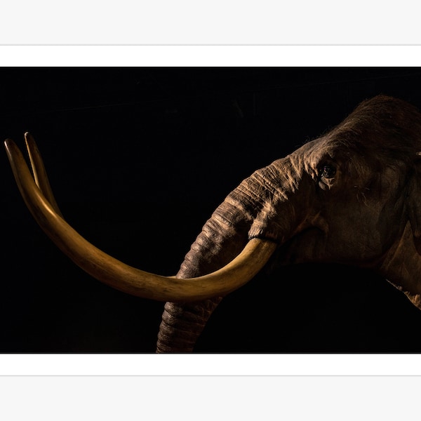 Elephant Tusk Art Etsy