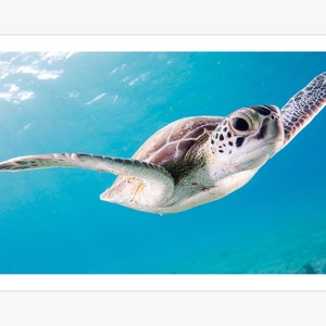 Cute Baby Sea Turtle Canvas Print Nursery Animals Poster - Etsy