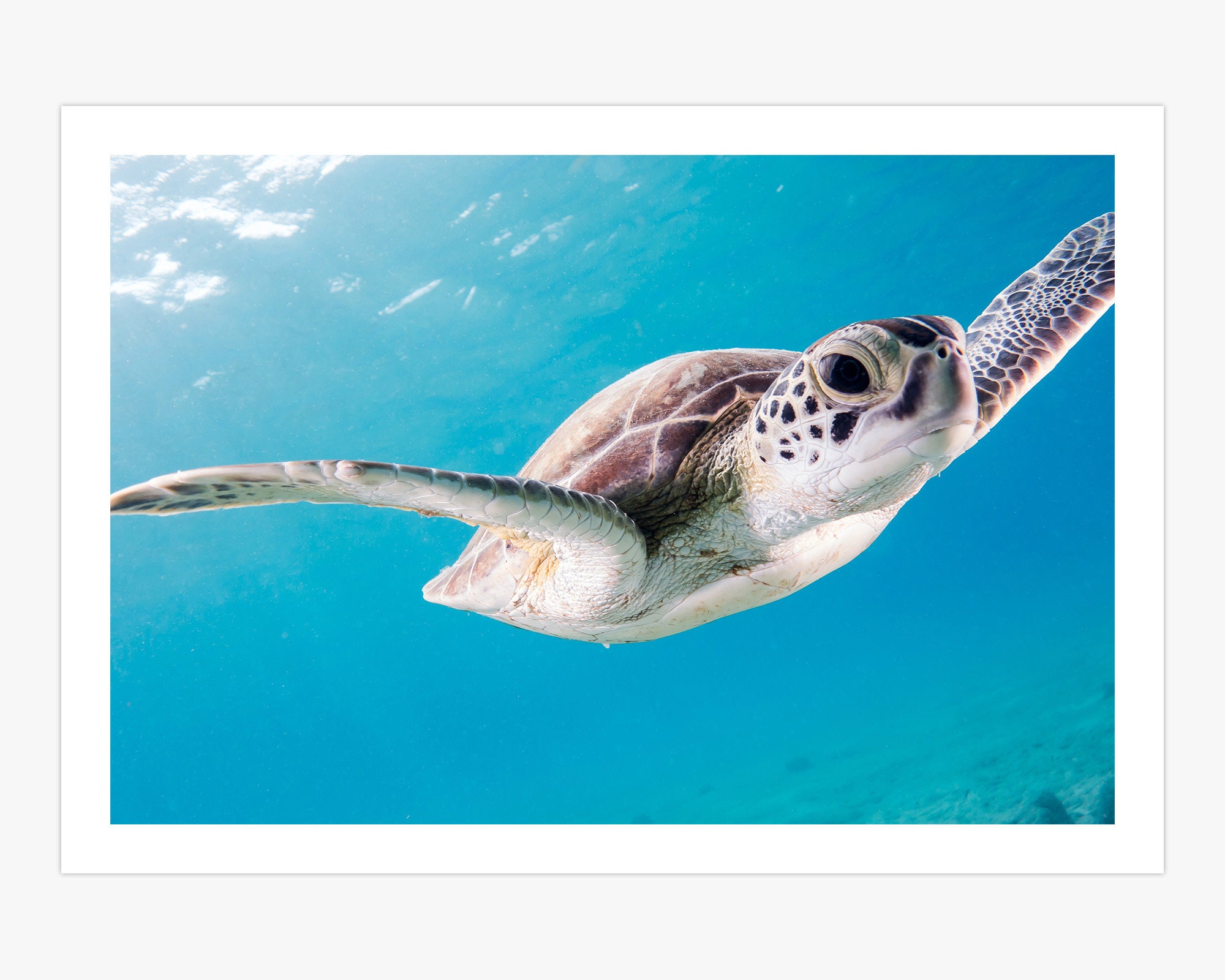 Cute Baby Sea Turtle Canvas Print