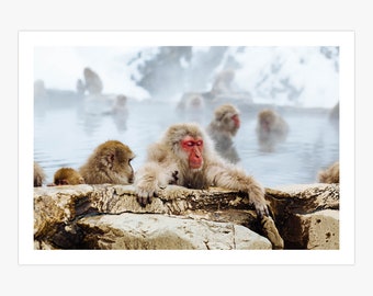 Relaxing Meditating Snow Monkeys Canvas Print | Apes Animals Wildlife Poster | Nature Photography Art