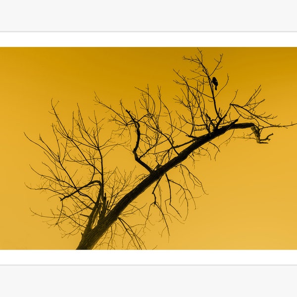 Kleiner Haussperling in einer Baumspitze Leinwanddruck | Vögel Tiere Wildtiere Poster | Naturfotografie Kunst
