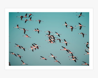 Flock of Flamingos Flying Canvas Print