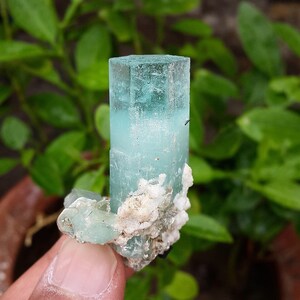 May include: A pale blue aquamarine crystal with a columnar form. The crystal is set in a matrix of white and light green minerals. Green foliage forms the background.