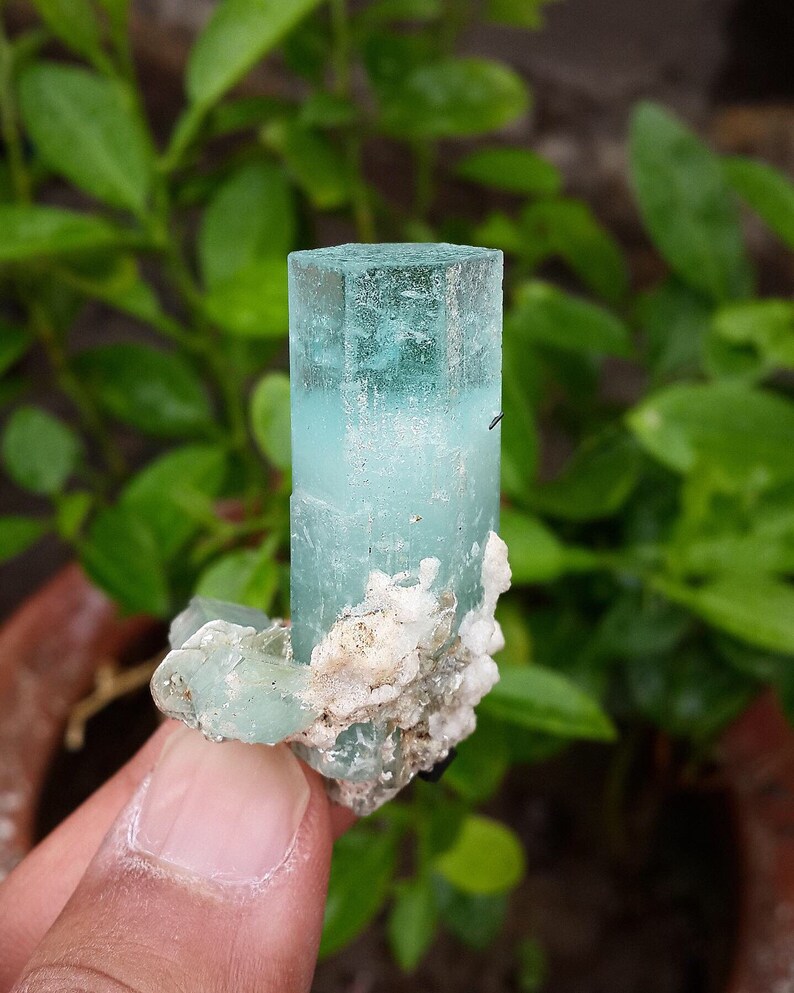 May include: A pale blue aquamarine crystal with a columnar form. The crystal is set in a matrix of white and light green minerals. Green foliage forms the background.