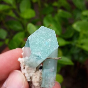 May include: A close-up of a light blue aquamarine crystal cluster. The crystals have a hexagonal shape and are attached to a white, textured matrix. The background is blurred green foliage.