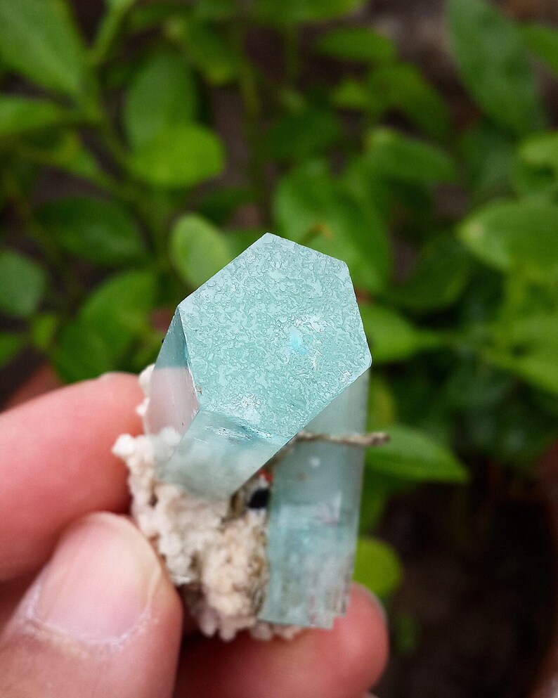 May include: A close-up of a light blue aquamarine crystal cluster. The crystals have a hexagonal shape and are attached to a white, textured matrix. The background is blurred green foliage.