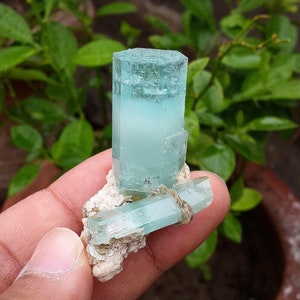 May include: A cluster of pale blue aquamarine crystals. The crystals have a translucent quality and are attached to a white, textured matrix. The background features blurred green foliage. The crystals are a light blue colour.
