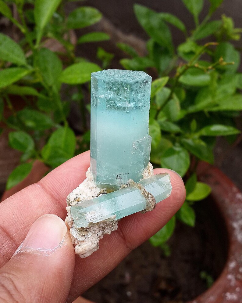 May include: A cluster of pale blue aquamarine crystals. The crystals have a translucent quality and are attached to a white, textured matrix. The background features blurred green foliage. The crystals are a light blue colour.