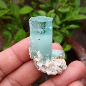 May include: A close-up of a light blue aquamarine crystal with a hexagonal top. The crystal is partially embedded in a white, textured matrix. The background is blurred green foliage.