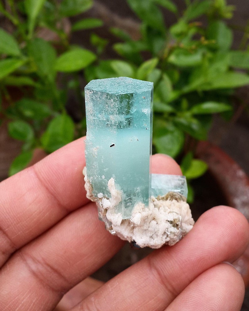 May include: A close-up of a light blue aquamarine crystal with a hexagonal top. The crystal is partially embedded in a white, textured matrix. The background is blurred green foliage.