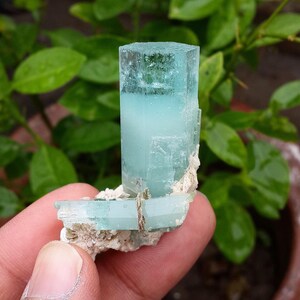 May include: A pale blue aquamarine crystal with a rectangular form. The crystal is held in a hand and set against green leaves. The aquamarine has a translucent appearance. The background is out of focus.
