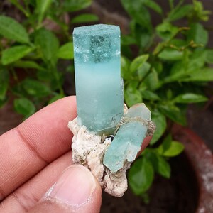 May include: A cluster of aquamarine crystals. The main crystal is a light blue-green colour, rectangular in shape. Smaller crystals of the same colour are attached to a beige matrix. The background is blurred green foliage.