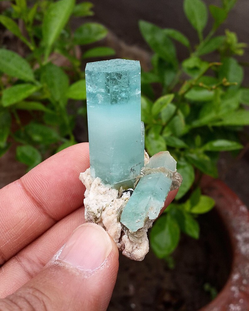 May include: A cluster of aquamarine crystals. The main crystal is a light blue-green colour, rectangular in shape. Smaller crystals of the same colour are attached to a beige matrix. The background is blurred green foliage.
