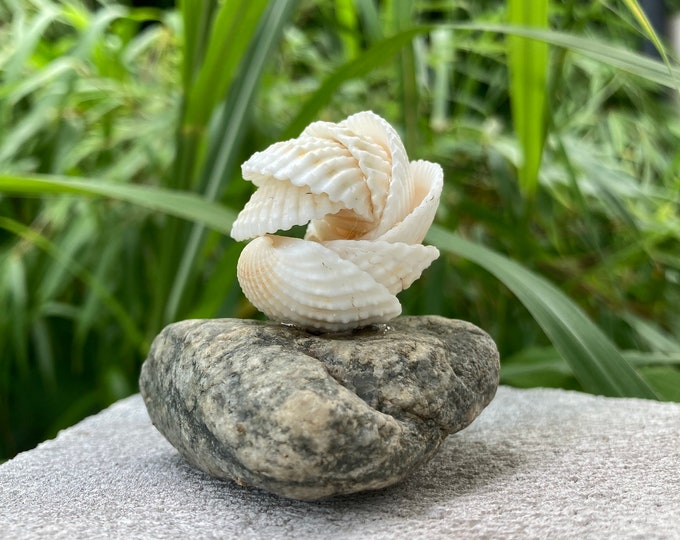 Shell on stone - decoration