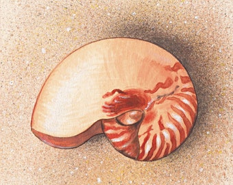 Keilrahmenbild Nautilus