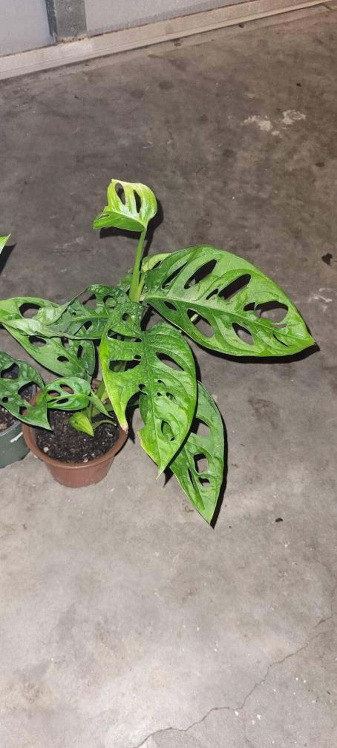 Monstera Obliqua Expilata Lot of 2 Plants - Etsy
