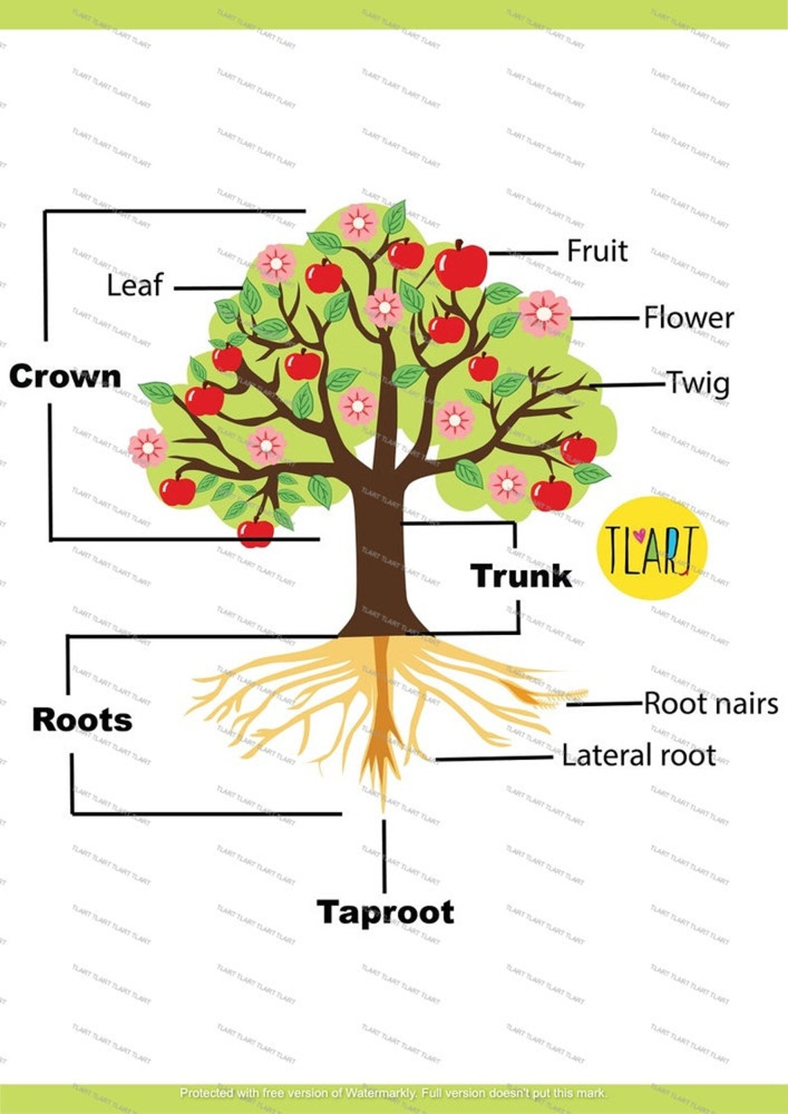 Parts of Tree Labelling Activity Early Yearnursery Primary Etsy UK
