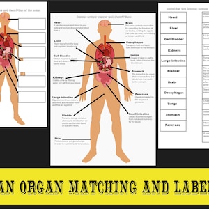 Actividad de etiquetado de partes del cuerpo, educación sobre anatomía humana, diagrama corporal de órganos, educación escolar, educación en el hogar, descarga DIGITAL.