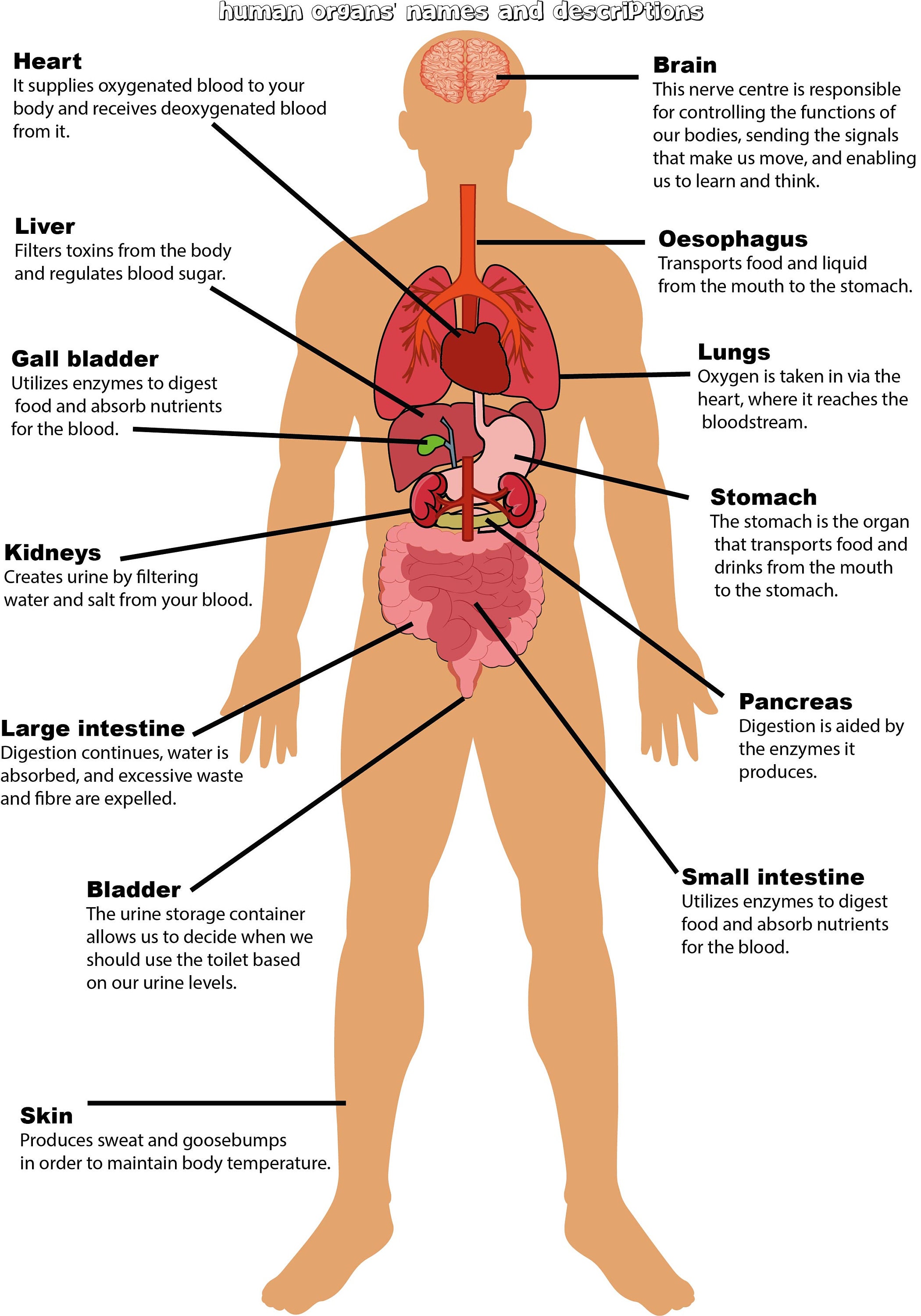 hjemmelevering Ulykke Faciliteter Parts of the Body Labelling Activity Human Anatomy Education - Etsy Canada hjemmelevering Ulykke Faciliteter Parts of the Body Labelling Activity Human Anatomy Education - Etsy Canada