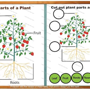 Partes de plantas, Actividad de etiquetado, Principios de año, Guardería, Escuela Primaria, Tarjeta de emparejamiento, Educación en el hogar, Preescolar, Educación infantil