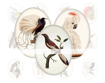 A4 digital collage sheet with oval bird patterns