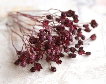 Kleine konservierte Blumen in Bordeaux - Trockenblumen zum Basteln für z.B. Naturschmuck oder dem Befüllen von Mini Glasfläschchen