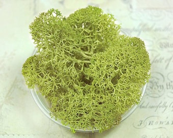 Forest green preserved moss