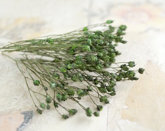 Kleine konservierte Blumen in Grün - Trockenblumen zum Basteln für z.B. Naturschmuck oder dem Befüllen von Mini Glasfläschchen und Kugeln