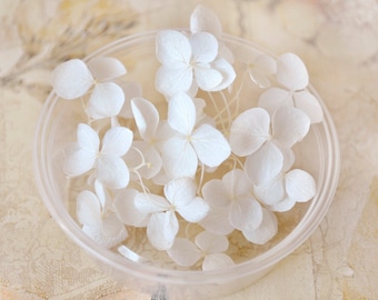 Set of small-flowered preserved hydrangea