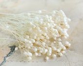 small preserved flowers