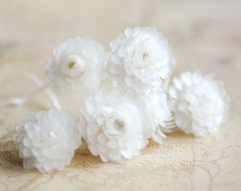 Getrocknete Strohblumen . Trockenblumen zum Basteln für z.B. Naturschmuck oder dem Befüllen von Mini Glasfläschchen und Kugeln