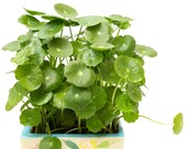 Copper Coin Plant Hydrocotyle vulgaris Lucky Plant Money Plant Marsh Pennywort House Plants Aquatic Plants Hydroponic Plants