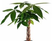 Money Tree Pachira aquatica Pachira Braid Lucky Tree Home Decoration House Plant Bonsai Holiday Gift 6 Pot Sophisticated 5-trunk Braid