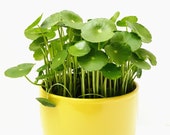 Copper Coin Plant Hydrocotyle vulgaris Lucky Plant Money Plant Marsh Pennywort House Plants Aquatic Plants Hydroponic Plants