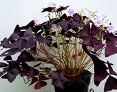 Purple and Green Shamrocks Oxalis Triangularis Lucky Plants Love Plant Wood Sorrel House Plants Five Freshly Isolated Corms Each Color