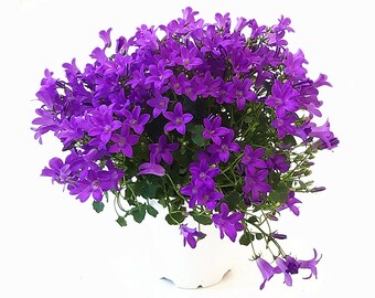 Dalmatian Cover Etsy