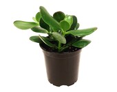 4 Jade Plant Crassula Ovata Lucky Plant Money Plant Money Tree Succulents Houseplants Foliage Plants Low Maintenance