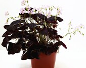 6 quot Pot Live Plant - Purple Shamrocks Oxalis Triangularis Lucky Plant Love Plant Wood Sorrel - House Plant Home Décor Plant Gift Ground Cover